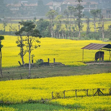 Sweet Home Chitwan Esterno foto